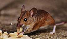 24 Hour & Emergency Exterminators in Glasston, ND